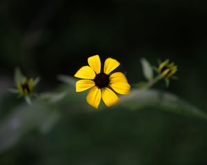 Preview wallpaper rudbeckia, flower, yellow, petals, macro, blur