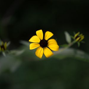 Preview wallpaper rudbeckia, flower, yellow, petals, macro, blur