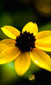 Preview wallpaper rudbeckia, flower, yellow, petals, macro, blur, shadows