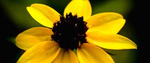 Preview wallpaper rudbeckia, flower, yellow, petals, macro, blur, shadows