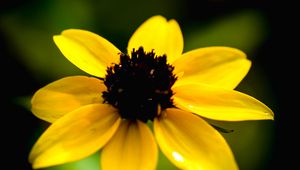 Preview wallpaper rudbeckia, flower, yellow, petals, macro, blur, shadows