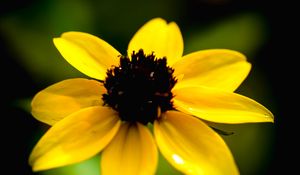 Preview wallpaper rudbeckia, flower, yellow, petals, macro, blur, shadows