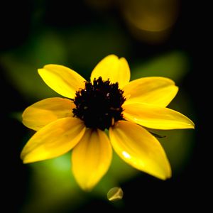 Preview wallpaper rudbeckia, flower, yellow, petals, macro, blur, shadows