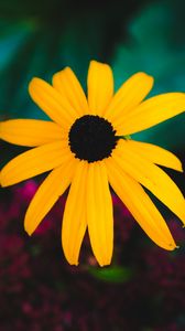 Preview wallpaper rudbeckia, flower, yellow, petals, blur, macro