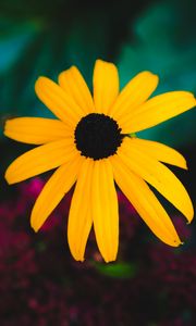 Preview wallpaper rudbeckia, flower, yellow, petals, blur, macro