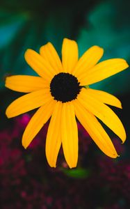 Preview wallpaper rudbeckia, flower, yellow, petals, blur, macro