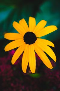 Preview wallpaper rudbeckia, flower, yellow, petals, blur, macro