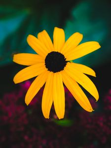 Preview wallpaper rudbeckia, flower, yellow, petals, blur, macro