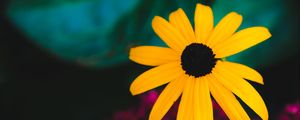 Preview wallpaper rudbeckia, flower, yellow, petals, blur, macro