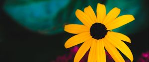 Preview wallpaper rudbeckia, flower, yellow, petals, blur, macro