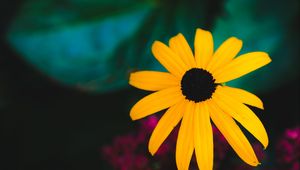 Preview wallpaper rudbeckia, flower, yellow, petals, blur, macro