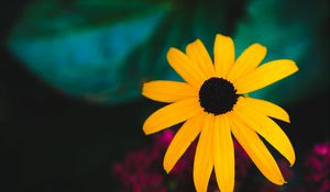 Preview wallpaper rudbeckia, flower, yellow, petals, blur, macro