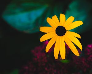 Preview wallpaper rudbeckia, flower, yellow, petals, blur, macro