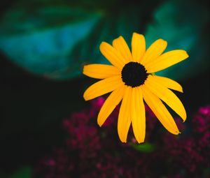 Preview wallpaper rudbeckia, flower, yellow, petals, blur, macro