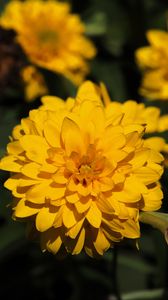 Preview wallpaper rudbeckia, flower, yellow, petals