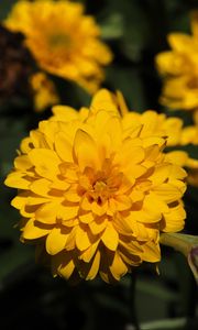 Preview wallpaper rudbeckia, flower, yellow, petals