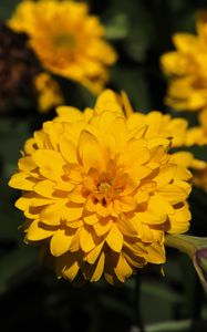 Preview wallpaper rudbeckia, flower, yellow, petals