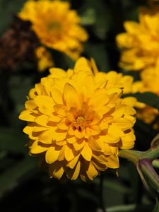 Preview wallpaper rudbeckia, flower, yellow, petals