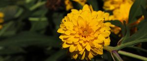 Preview wallpaper rudbeckia, flower, yellow, petals