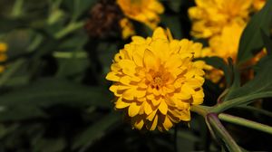 Preview wallpaper rudbeckia, flower, yellow, petals