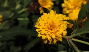 Preview wallpaper rudbeckia, flower, yellow, petals