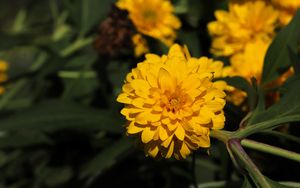 Preview wallpaper rudbeckia, flower, yellow, petals