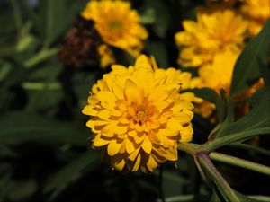 Preview wallpaper rudbeckia, flower, yellow, petals