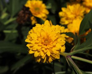 Preview wallpaper rudbeckia, flower, yellow, petals