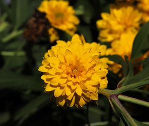 Preview wallpaper rudbeckia, flower, yellow, petals