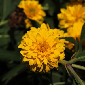 Preview wallpaper rudbeckia, flower, yellow, petals