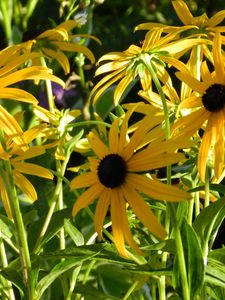 Preview wallpaper rudbeckia, flowerbed, close up, sharpness