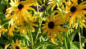 Preview wallpaper rudbeckia, flowerbed, close up, sharpness