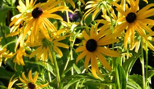 Preview wallpaper rudbeckia, flowerbed, close up, sharpness