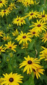 Preview wallpaper rudbeckia, flowerbed, green, yellow, flower