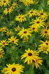 Preview wallpaper rudbeckia, flowerbed, green, yellow, flower