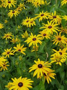 Preview wallpaper rudbeckia, flowerbed, green, yellow, flower