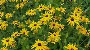 Preview wallpaper rudbeckia, flowerbed, green, yellow, flower
