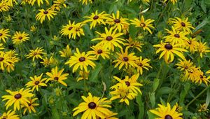 Preview wallpaper rudbeckia, flowerbed, green, yellow, flower