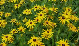 Preview wallpaper rudbeckia, flowerbed, green, yellow, flower