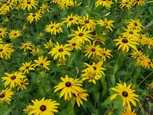 Preview wallpaper rudbeckia, flowerbed, green, yellow, flower