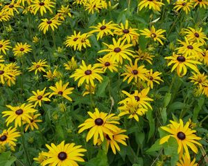 Preview wallpaper rudbeckia, flowerbed, green, yellow, flower