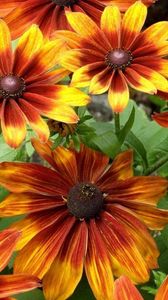 Preview wallpaper rudbeckia, flowers, bright, flowerbed, light