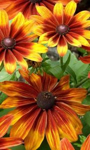 Preview wallpaper rudbeckia, flowers, bright, flowerbed, light