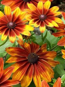 Preview wallpaper rudbeckia, flowers, bright, flowerbed, light