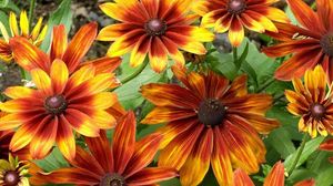 Preview wallpaper rudbeckia, flowers, bright, flowerbed, light