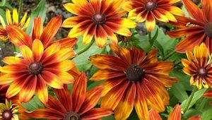 Preview wallpaper rudbeckia, flowers, bright, flowerbed, light