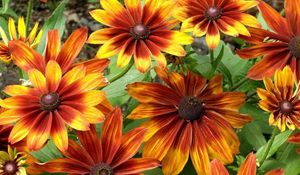 Preview wallpaper rudbeckia, flowers, bright, flowerbed, light