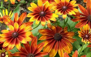 Preview wallpaper rudbeckia, flowers, bright, flowerbed, light