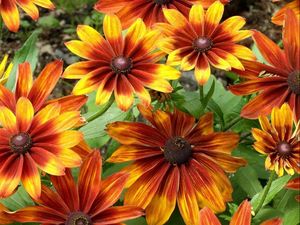 Preview wallpaper rudbeckia, flowers, bright, flowerbed, light