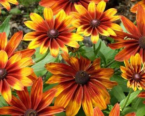 Preview wallpaper rudbeckia, flowers, bright, flowerbed, light